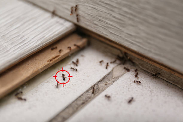 Professional Pest Control in Bon Air, VA